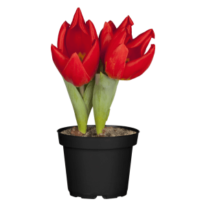 Rote Tulpe im Topf (ca. 12 cm Ø) für die Frühjahrsbepflanzung.