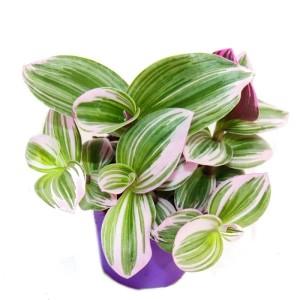 Dreimasterblume 'Nanouk' im Topf: Exotische Zimmerpflanze mit pink-grünen Blättern.