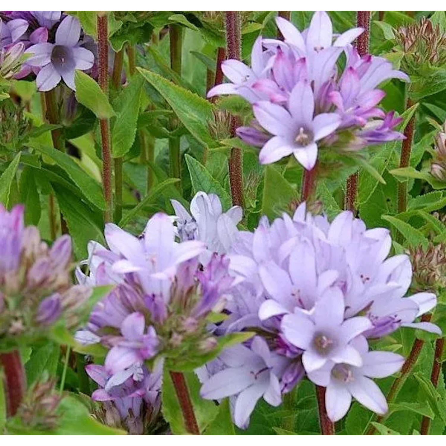 Knäulglockenblume Caroline - Campanula glomerata