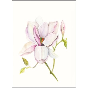 Wandbild: Zarte Magnolia Shine Blüte, 40x50 cm. Elegantes Bild für Wohnräume.