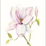 Wandbild: Zarte Magnolia Shine Blüte, 40x50 cm. Elegantes Bild für Wohnräume.
