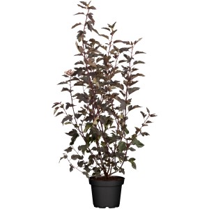 Blasenspiere Magic Ball im Topf, Höhe 40-60 cm, dunkles Laub und rosa Blüten.