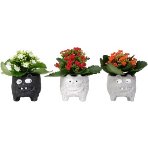 Flammendes Käthchen in Keramik-Fledermaus-Töpfen in Weiß, Grau und Schwarz mit roten, weißen und orangen Blüten.