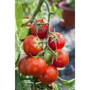 Strauch mit roten Datteltomaten (Solanum lycopersicum) im Topf, erntebereit.