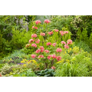 Sommergrüne Azalee 'Homebush' mit pinkfarbenen Blüten im Garten, ca. 20-30 cm hoch.