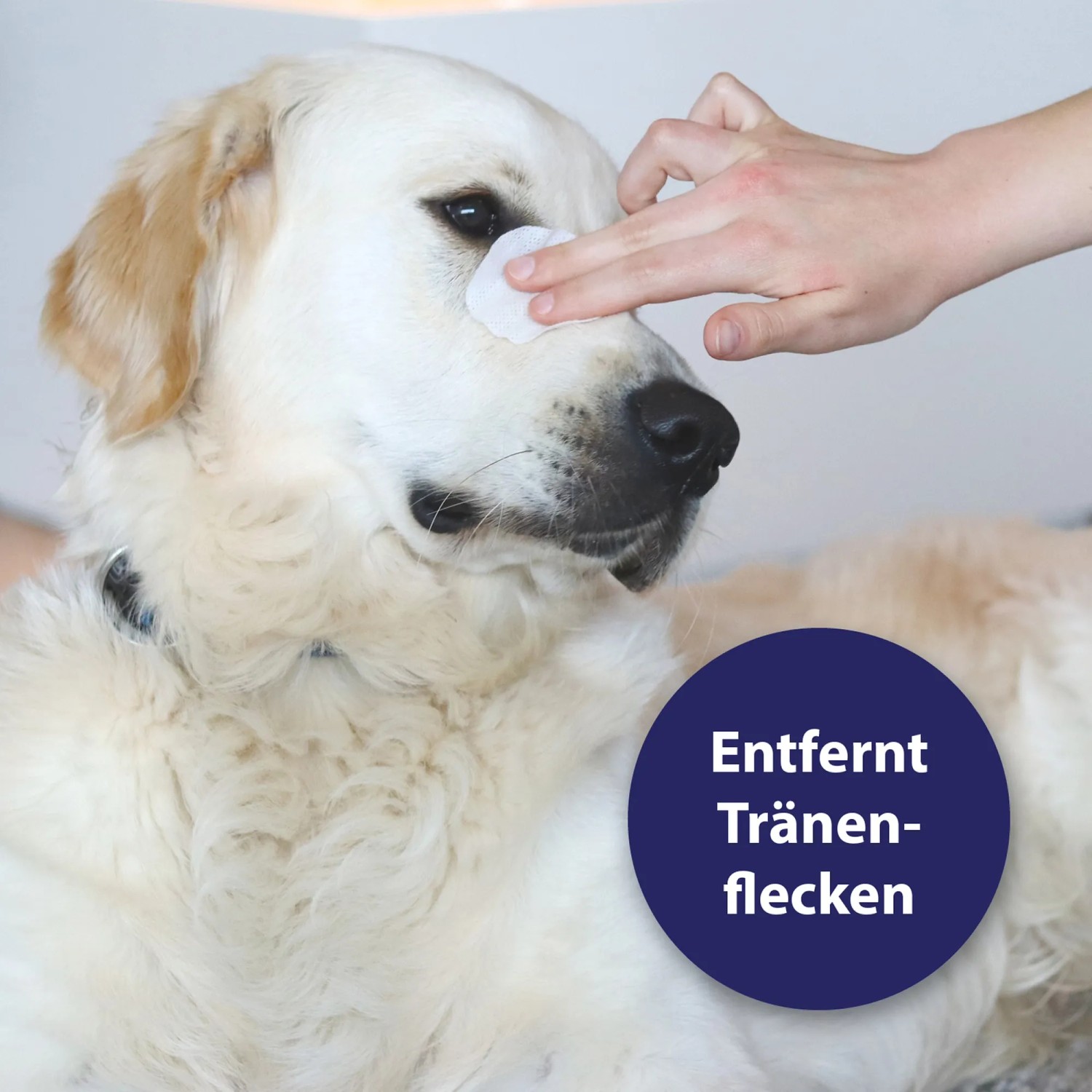 Anwendung der Canosept Augenpflege bei einem Hund zur Entfernung von Tränenflecken.
