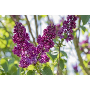 Blühender Flieder 'Andenken an Ludwig Späth' mit tiefvioletten Blütenständen.