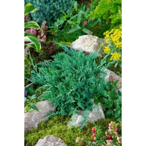 Blaugrüner Kriechwacholder Juniperus horizontalis 'Glauca' im Steingarten, Bodendecker.