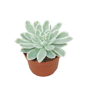 Echeveria 'Lemon Lime' im 10,5cm Topf. Blau-grüne Sukkulente mit weißem Rand.