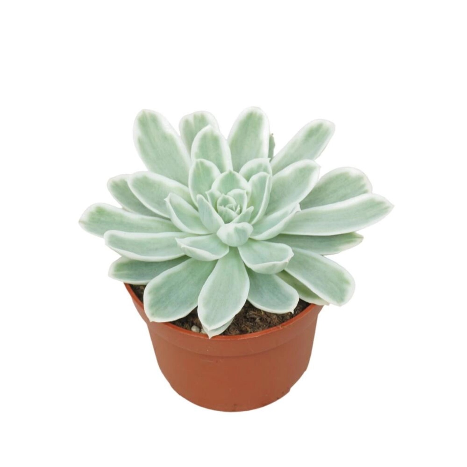 Exotenherz Blau-Weisses Rosetten Dickblatt Echeveria Lemon Lime RARITÄT Pflegeleichte Sukkulente 10,5cm Topf