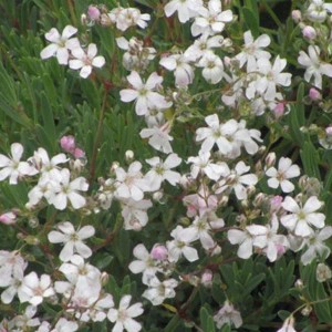 6 x Schleierkraut 'Alba' Gypsophila Repens Topf 9cm Bodendeckend