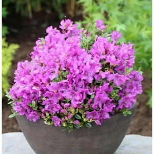 Duftkissen Zwerg Rhododendron 15-20cm - Rhododendron radicans