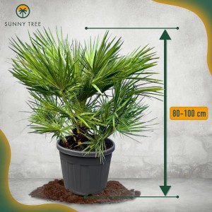Europäische Zwergpalme (Chamaerops Humilis) im Topf, ca. 80 cm hoch, immergrüne, winterharte Exotische Pflanze.