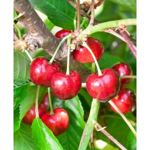 Süßkirsche Prunus Avium Burlat mit reifen, roten Kirschen am Baum.