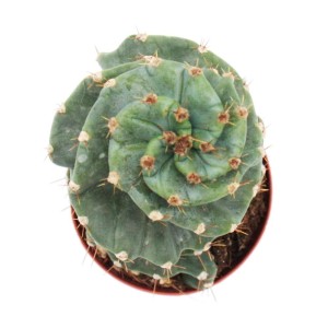 Spiralförmiger Cereus Jamacaru Spiralkaktus im 11cm Topf, von oben.