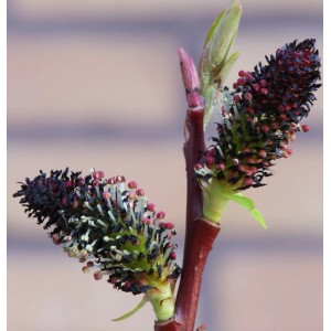 Nahaufnahme der schwarzen Kätzchenblüten der Kätzchenweide (Salix gracilistyla) am Strauch.