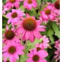 Sonnenhut 'Pow Wow Wild Berry' (Echinacea purpurea) mit pinkfarbenen Blüten.