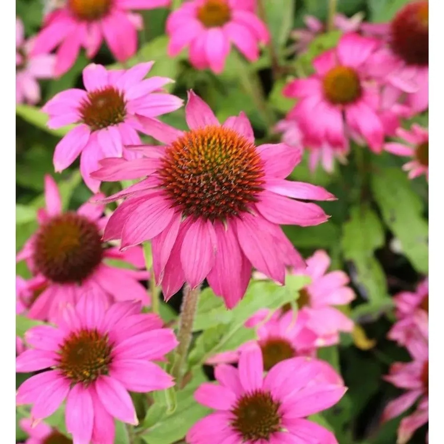 Sonnenhut Pow Wow Wild Berry - Echinacea purpurea