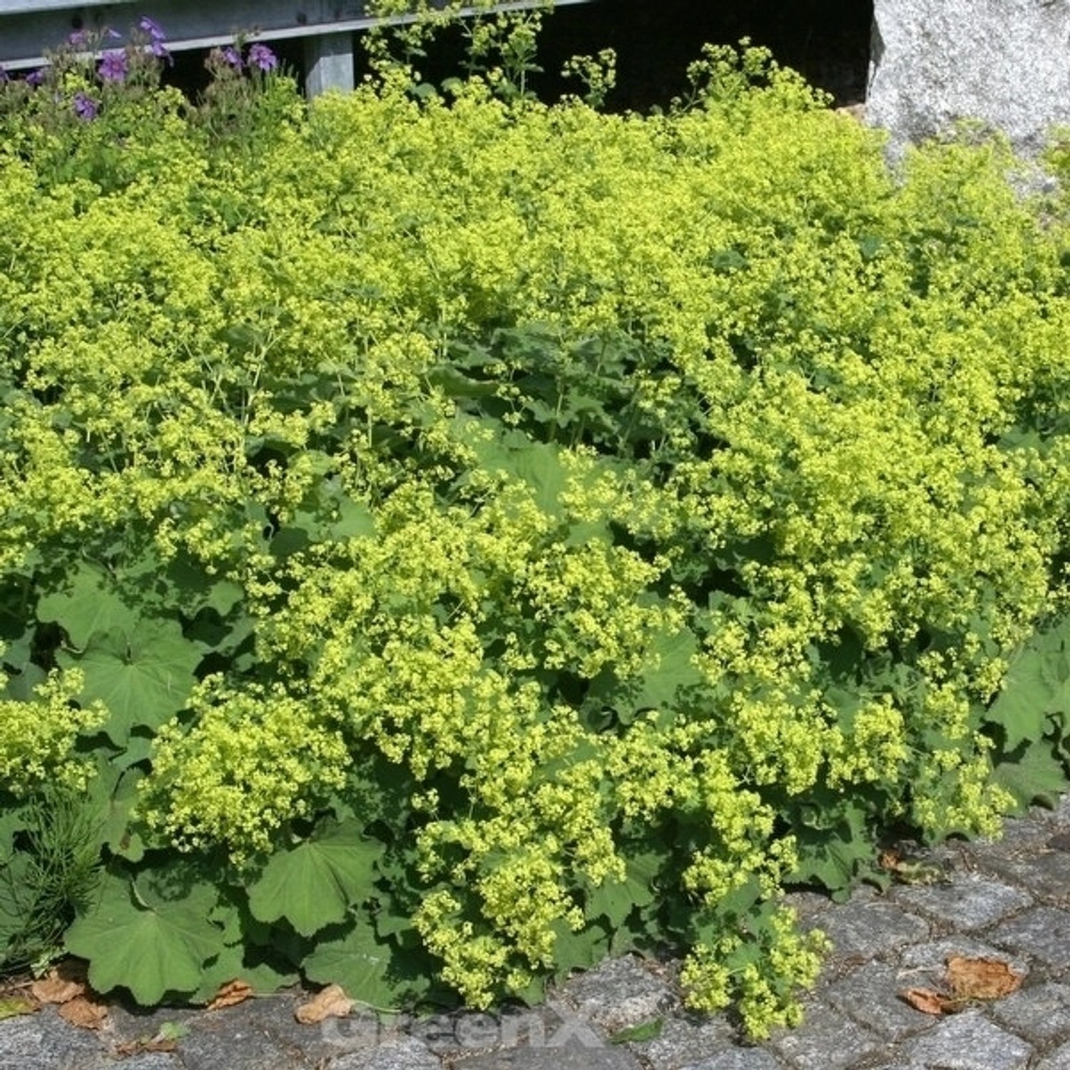 Frauenmantel Irish Silk - großer Topf - Alchemilla mollis günstig online kaufen