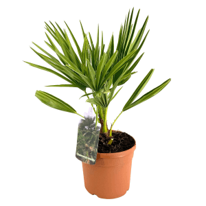 Zwergpalme (Chamaerops humilis) im Topf, ca. 30-40 cm hoch, eine attraktive Kübelpflanze für Balkon und Terrasse.