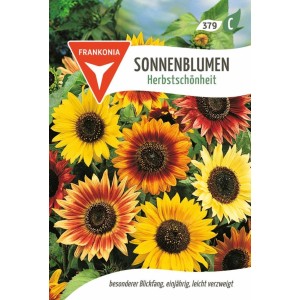 FRANKONIA Sonnenblume Herbstschönheit