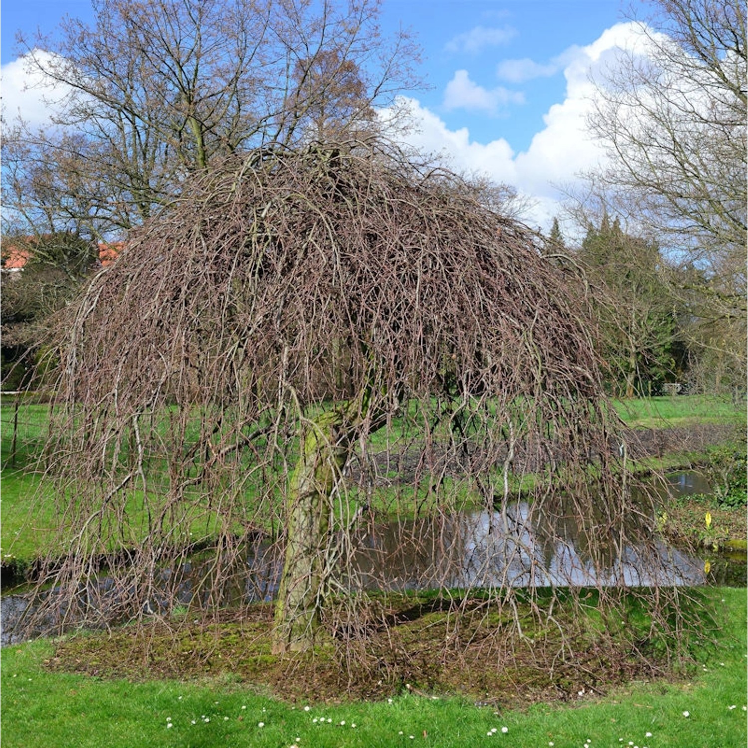 Rote Süntelbuche Gespensterbuche 100-125cm - Fagus sylvatica günstig online kaufen