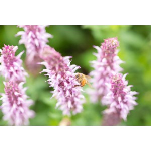 Nahaufnahme einer Biene auf pinkfarbenem Steppen-Salbei (Salvia nemorosa) von GROW by OBI.