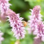 Nahaufnahme einer Biene auf pinkfarbenem Steppen-Salbei (Salvia nemorosa) von GROW by OBI.