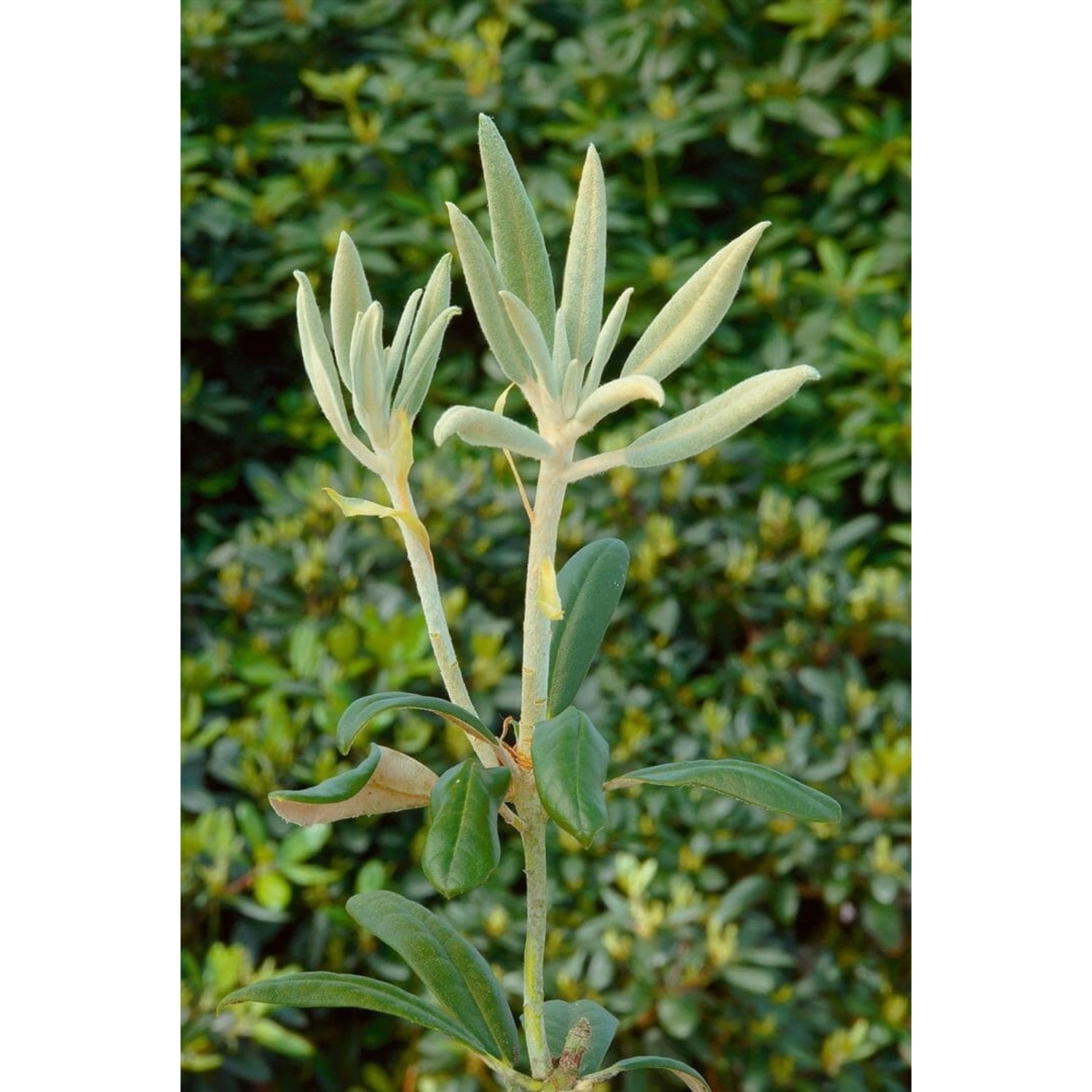 Rhododendron Bureavii Volce Rhododendron 30–40 cm Immergrün günstig online kaufen