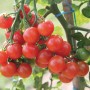 Strauch mit reifen, roten Blu Bio-Cherry-Tomaten Pepe.