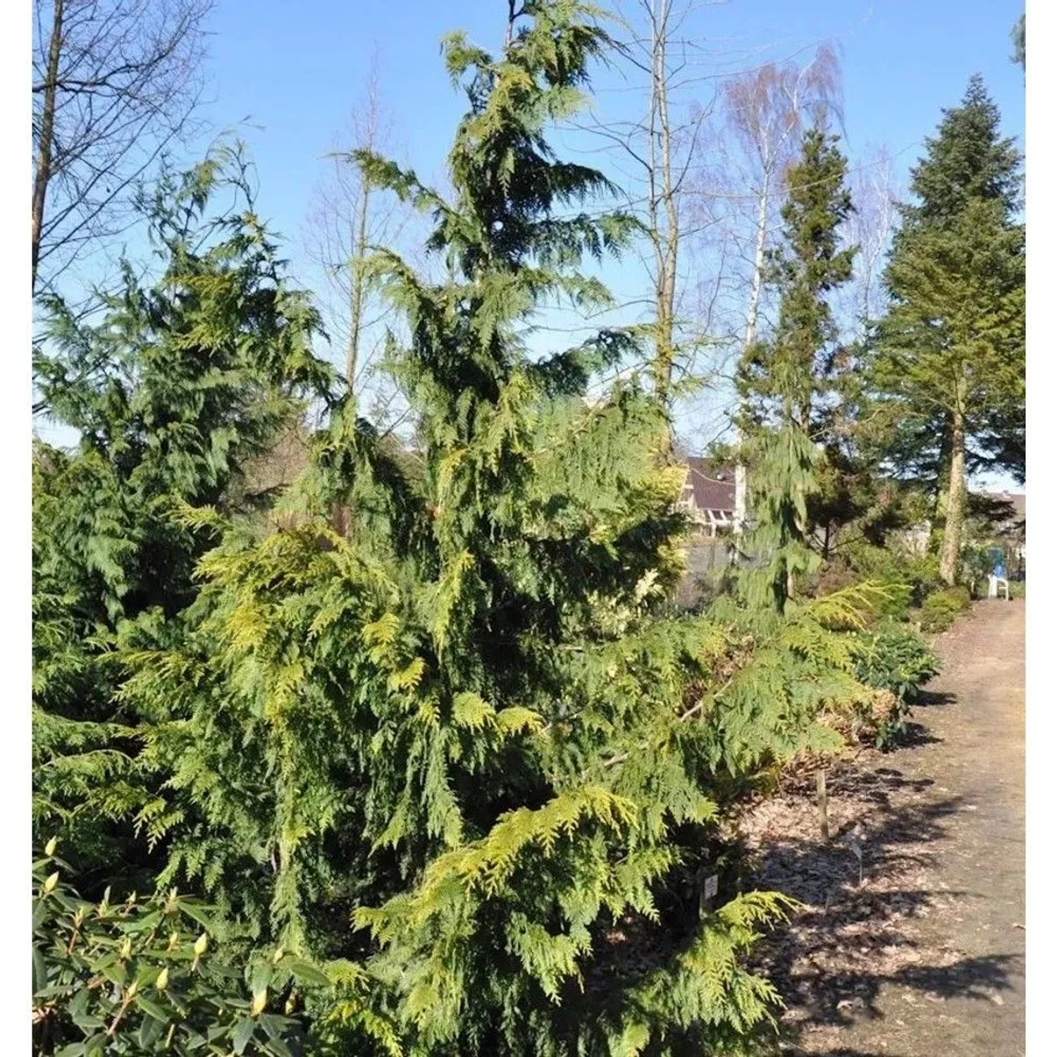 Gelbe Nootka  Scheinzypresse Aurea 80-100cm - Chamaecyparis nootkatensis