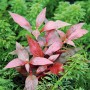 Dennerle Aquariumpflanze Alternanthera Reineckii Red Ruby mit roten Blättern.