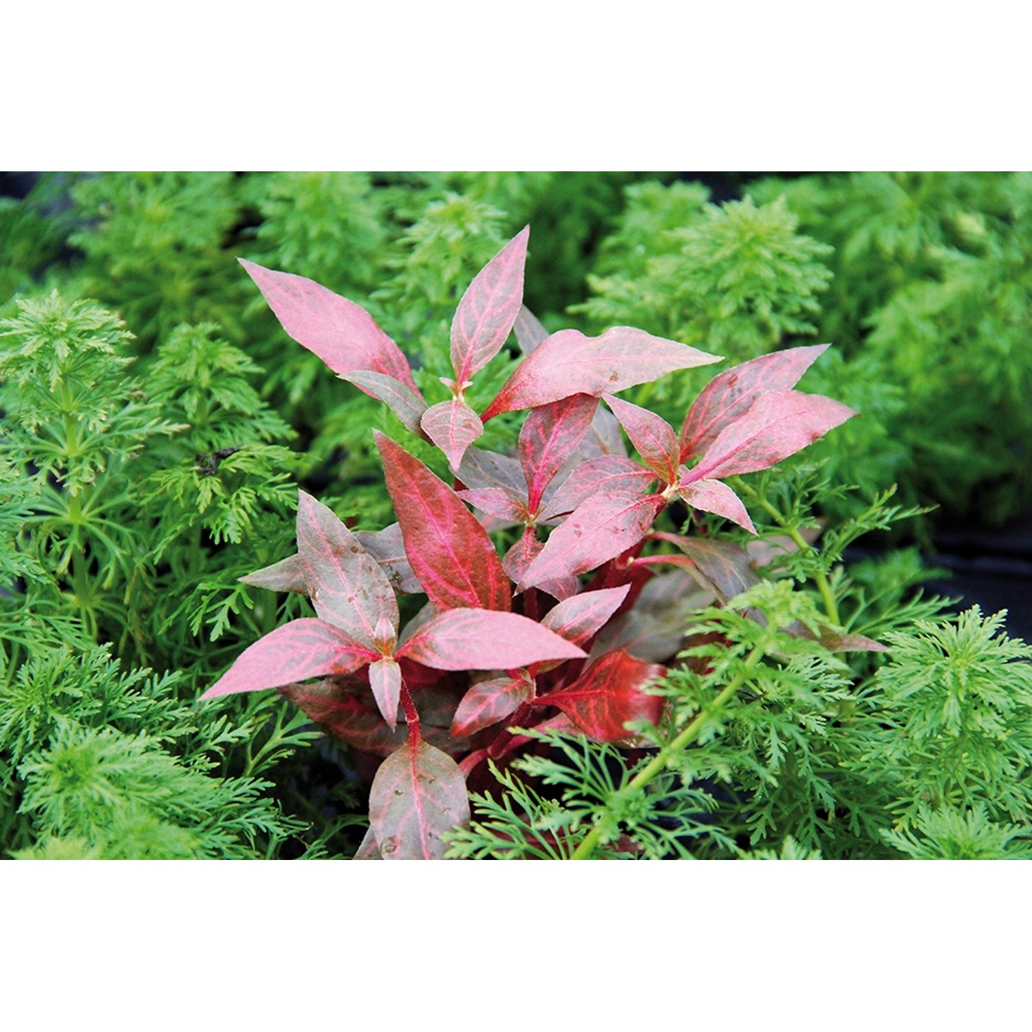 Dennerle Aquariumpflanze Alternanthera Reineckii Red Ruby mit roten Blättern.