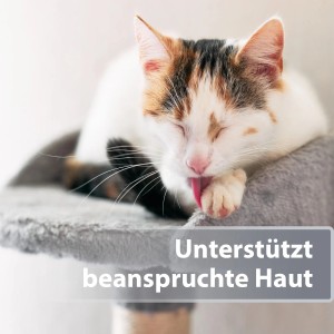 Katze leckt Pfote auf Kratzbaum. Felisept Mikro Silberspray zur Hautpflege.