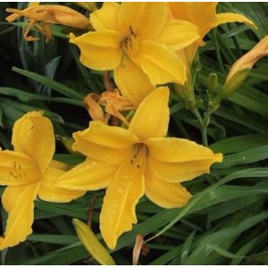 Gelbe Frühe Wiesen Taglilie (Hemerocallis middendorffii) im Detail.