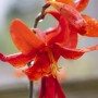 Leuchtend rote Montbretie 'Babylon' (Crocosmia), Detailaufnahme der Blüte.