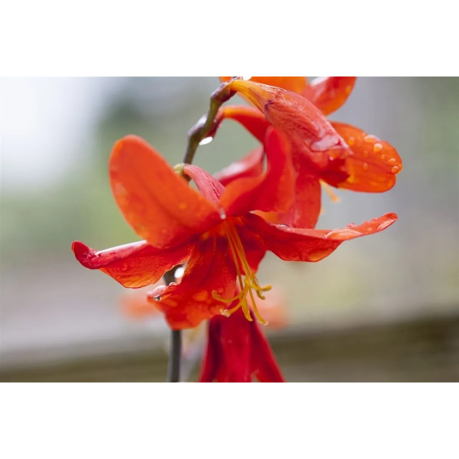 Leuchtend rote Montbretie 'Babylon' (Crocosmia), Detailaufnahme der Blüte.