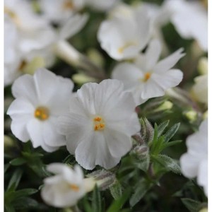 Nahaufnahme des Teppich-Phlox 'Maischnee' mit weißen Blüten und gelben Staubgefäßen.