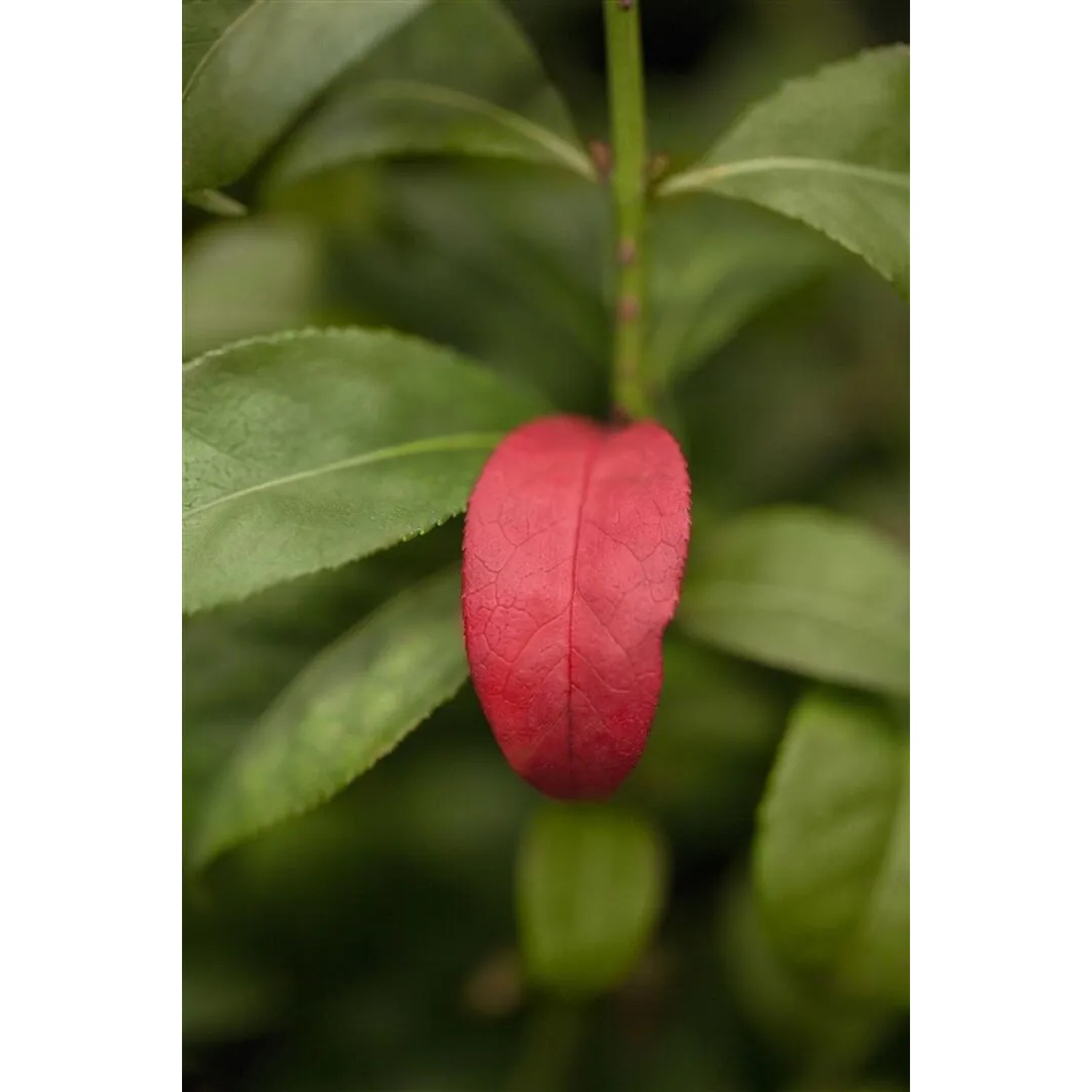 Detailaufnahme: Rotes Blatt des Euonymus Alatus Compactus (Flügel-Spindelstrauch) vor grünen Blättern.