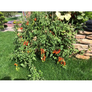 Hochbeet Tomate (Solanum lycopersicum) mit roten und grünen Früchten im Garten.