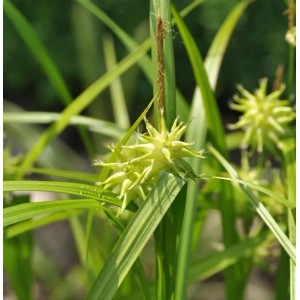 Morgensternsegge 'Saladin' (Carex grayi) im Topf, grüne Blätter und stachelige Blütenstände.