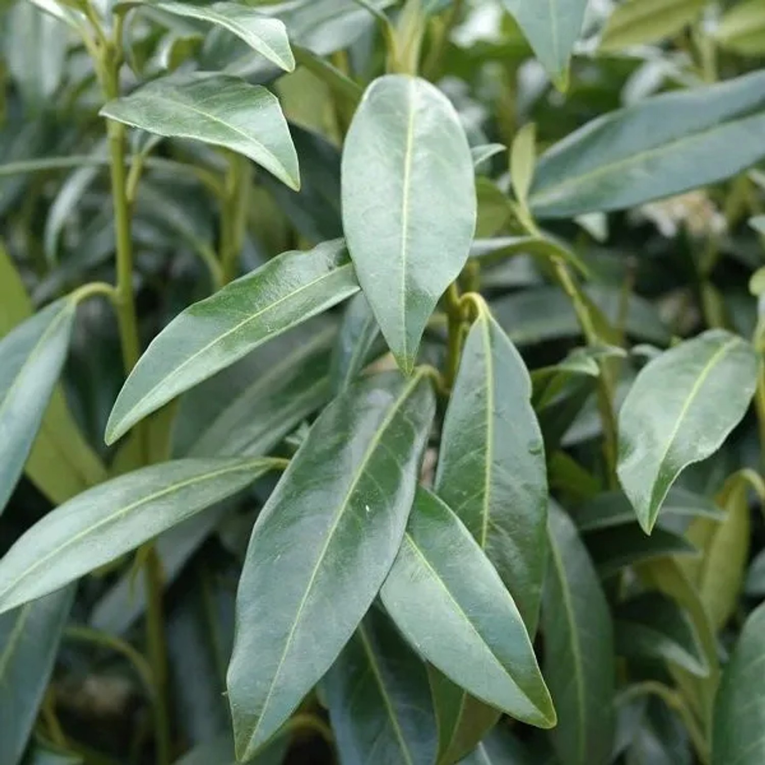 Kirschlorbeer 'Herbergii' Prunus,aurocerasus 40 bis 60 cm im Container Immergrün