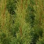 Detailaufnahme eines grünen Lebensbaum Smaragd (Thuja occidentalis), ca. 125-150cm hoch.