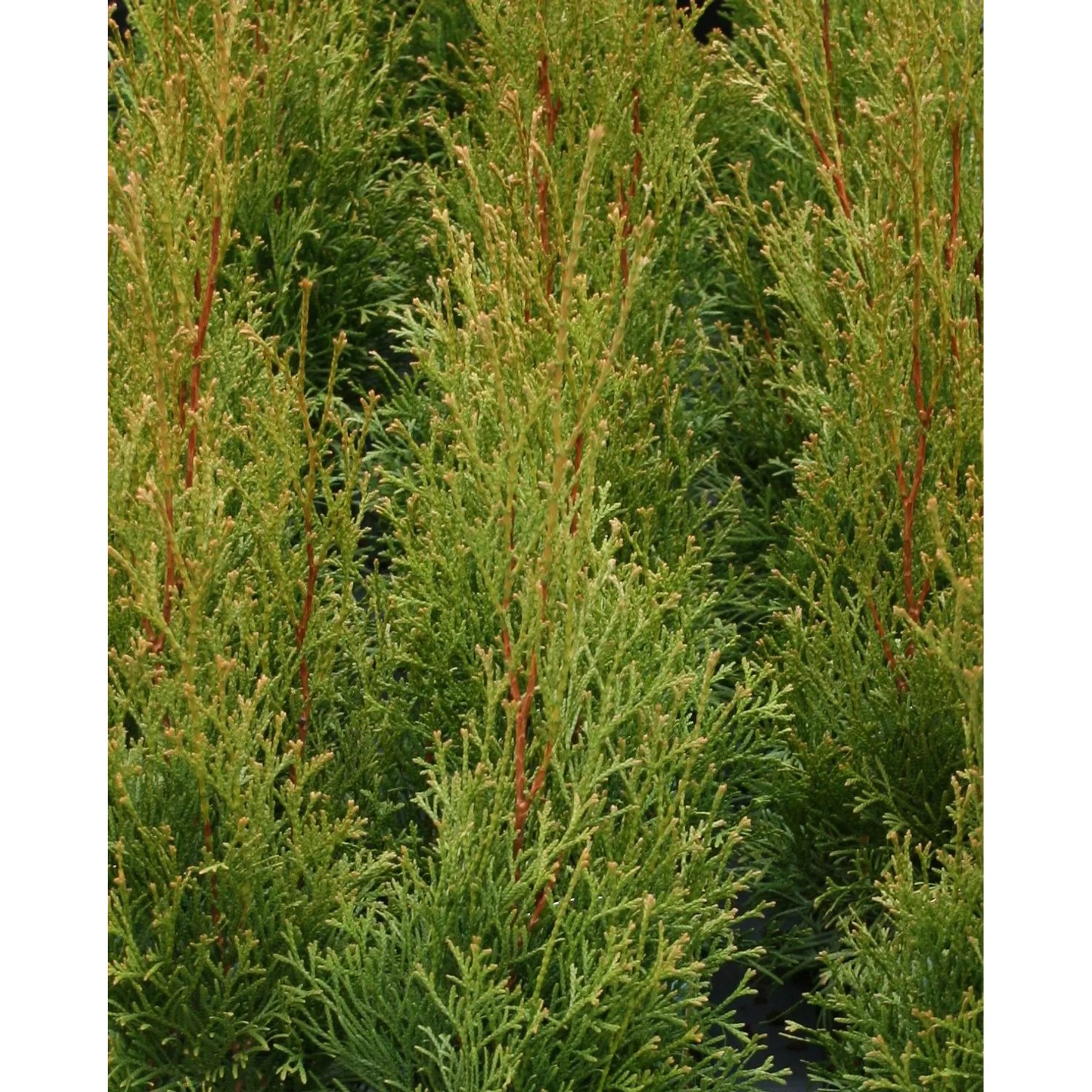 Detailaufnahme eines grünen Lebensbaum Smaragd (Thuja occidentalis), ca. 125-150cm hoch.