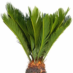 Japanischer Palmfarn (Cycas Revoluta) im Topf, grüne exotische Zimmerpflanze.