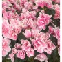 Japanische Azalee Melle 20-25cm - Rhododendron obtusum - Zwerg Alpenrose