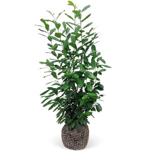 Kirschlorbeer Novita Set, 15 Stück, ca. 175-200 cm hoch, Ballenware. Immergrüne Heckenpflanze.