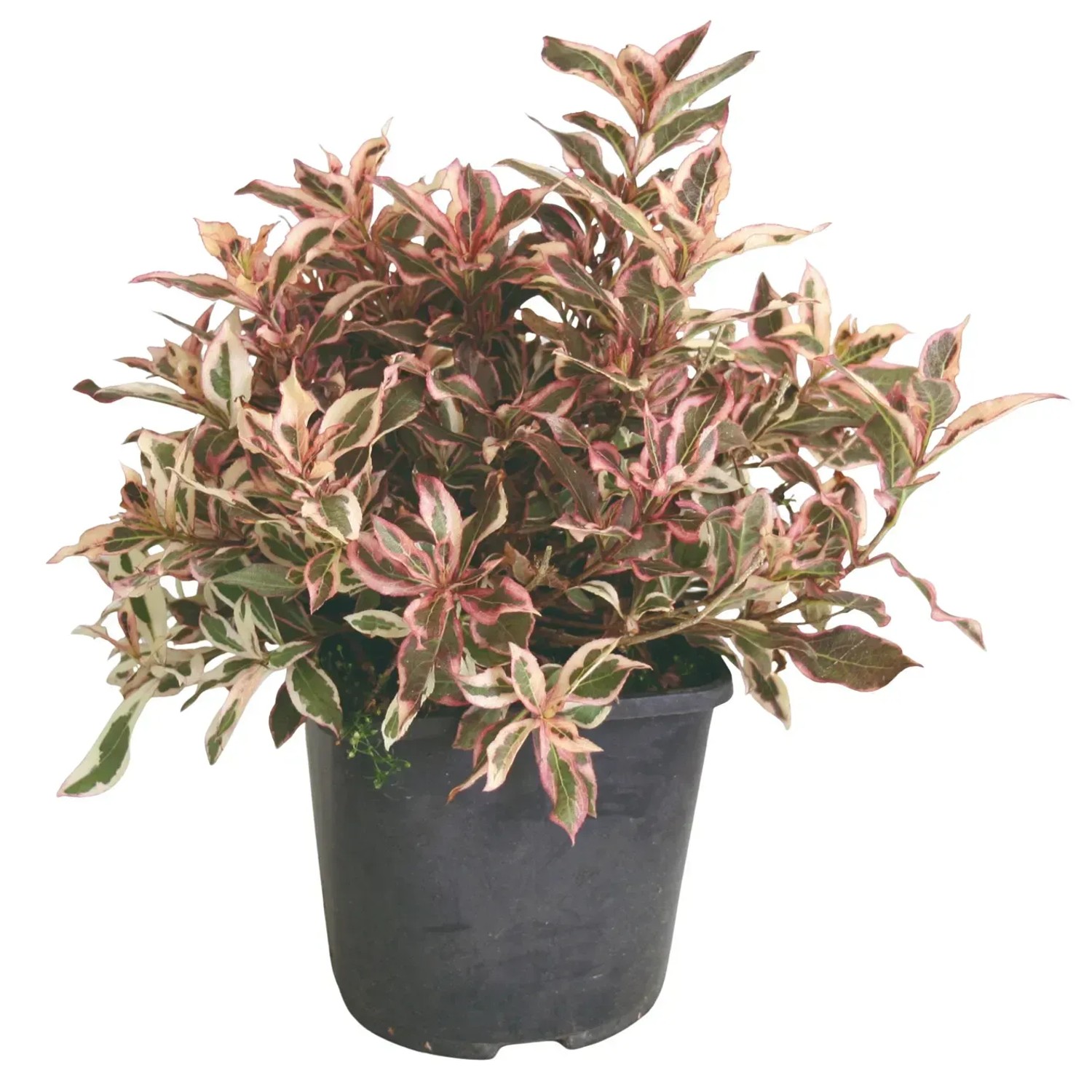 GROW by OBI Weigelie "All Summer Monet" Topf-Ø ca. 2,3 L Weigelia florida