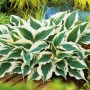 Funkie (Hosta) 'GROW by OBI', weiß-bunte Blätter im Topf, ca. 13 cm Topf-Ø.
