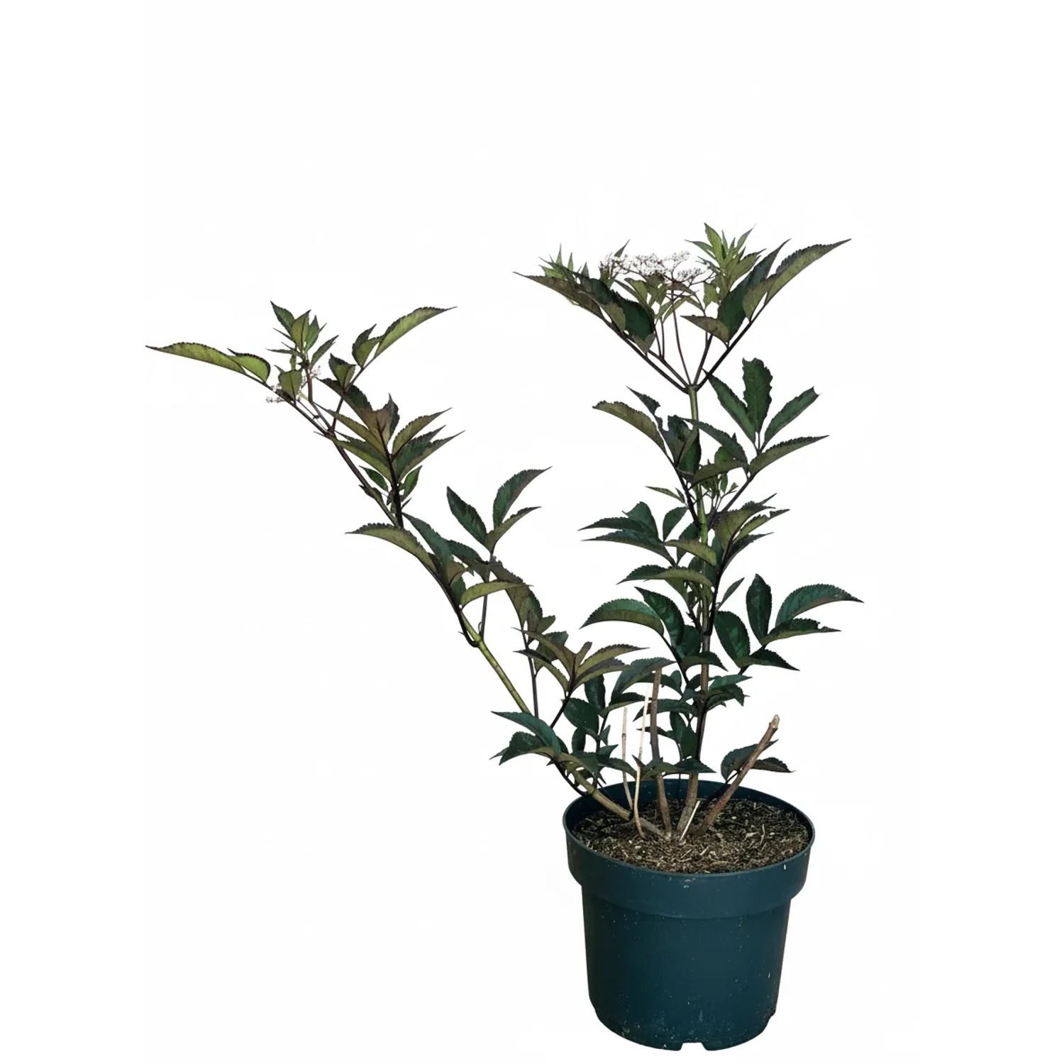 Baumfink Schwarzer Holunder Black Beauty als Topfpflanze 40-60cm